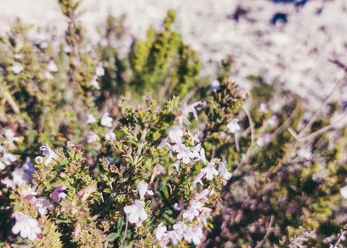 Mobile Homes Laguna, Porat, Nyaraló Drage